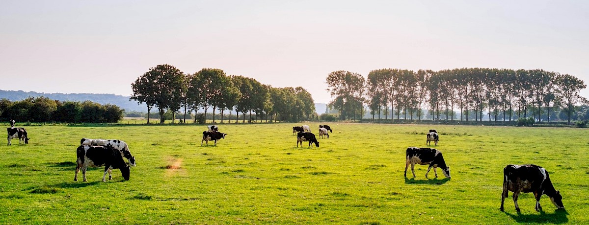 Cows grazing in a field with rolling hills, green pastures, lots of trees and a clear blue sky, typical Southland farm landscape.